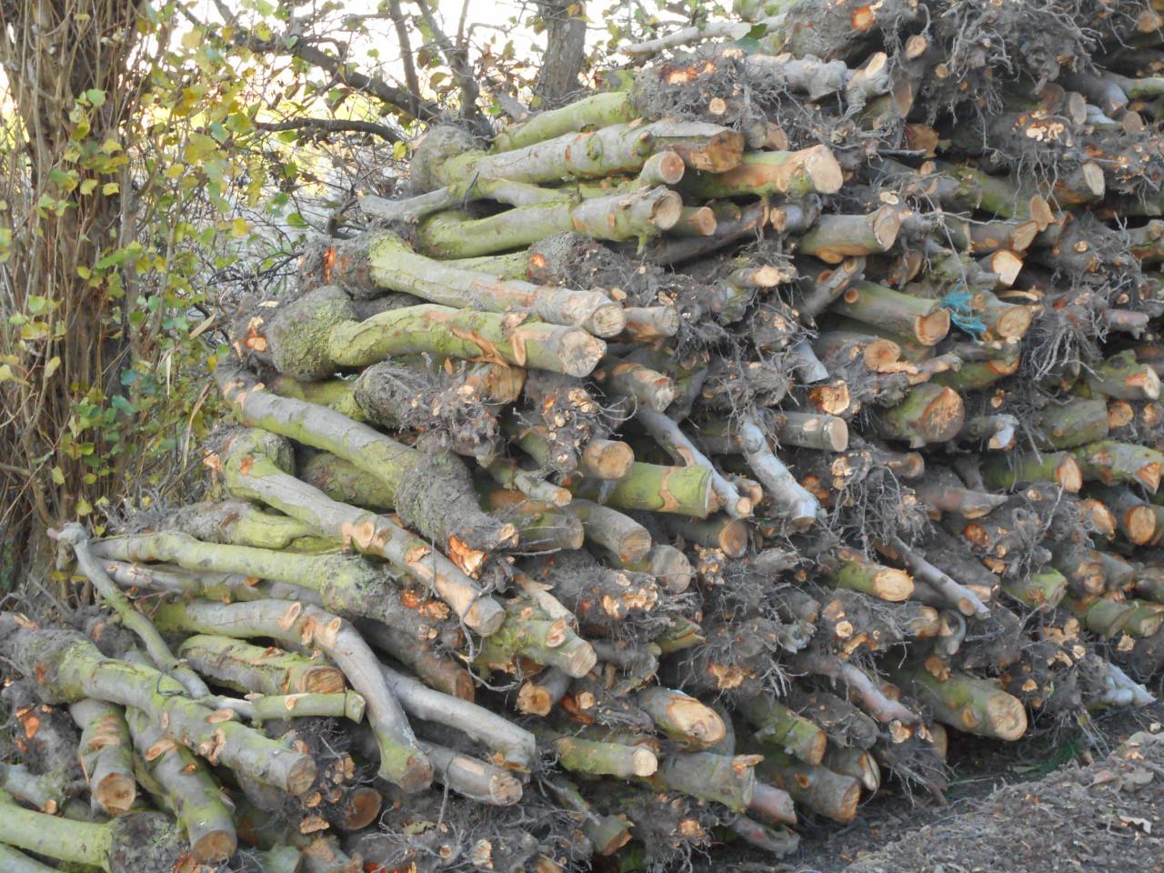 Te koop openhaardhout/ appelhout