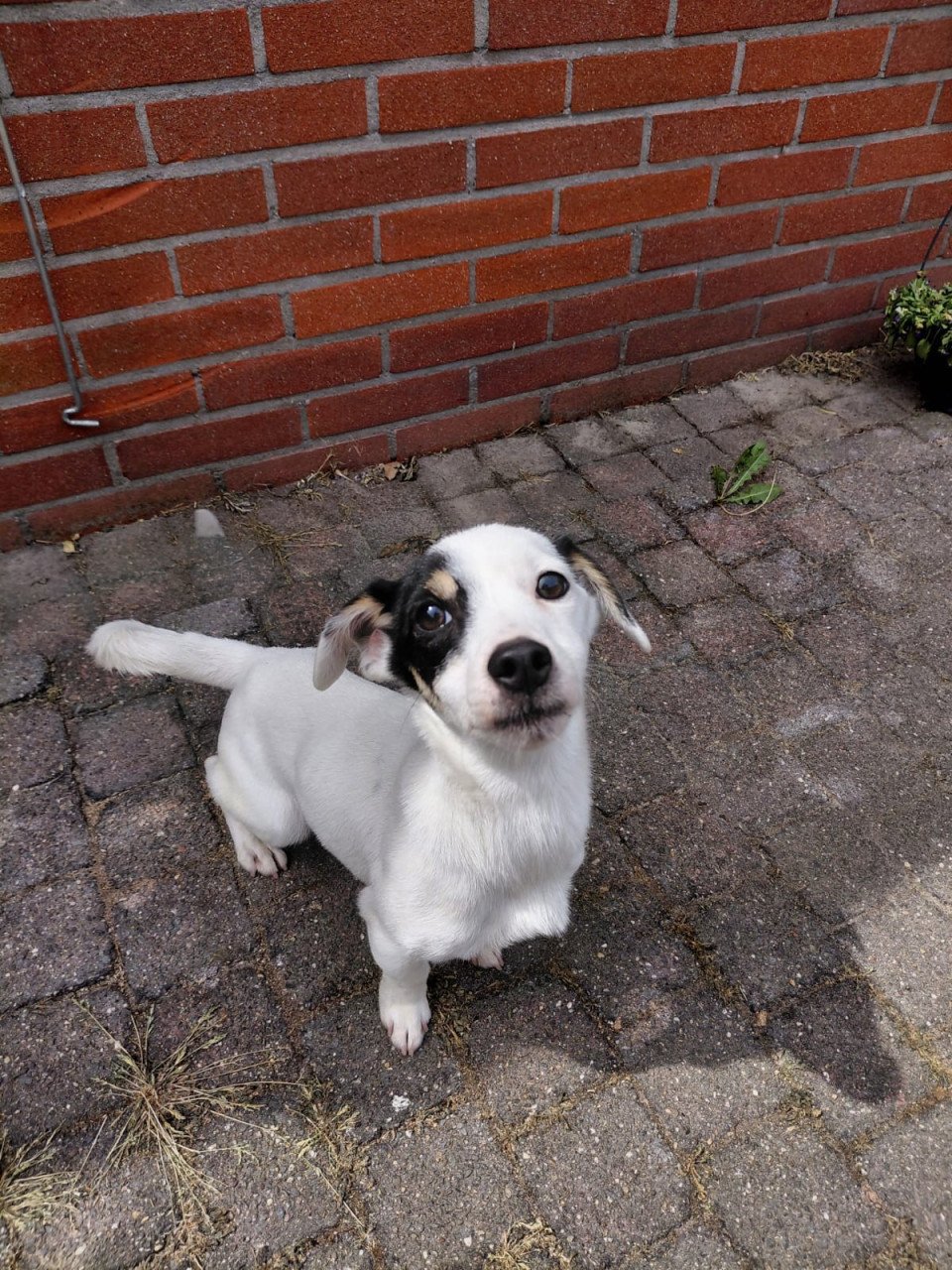 Jack russel