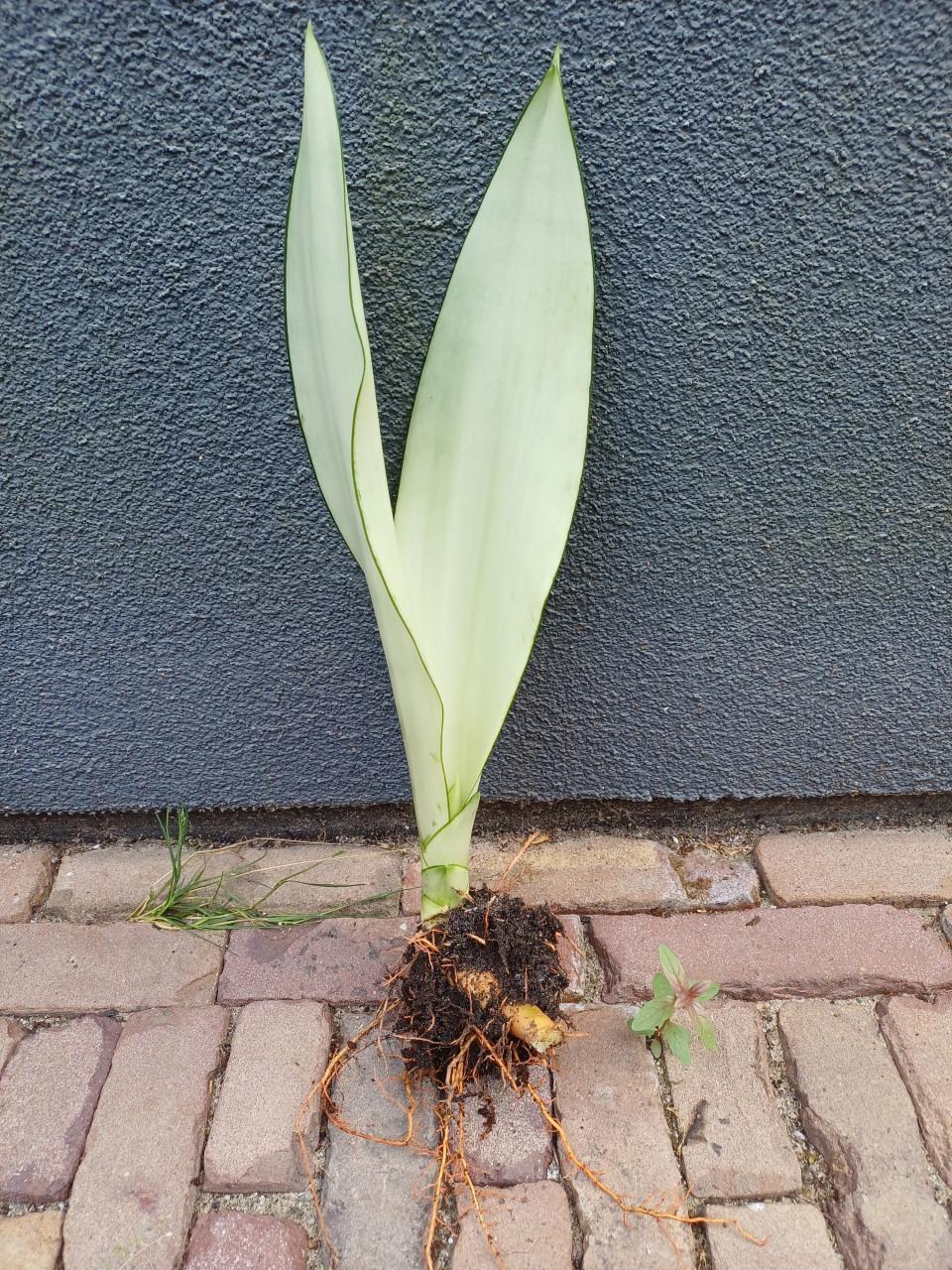 Prachtige volgroeide STEKKEN van de Sansevieria Moonshine