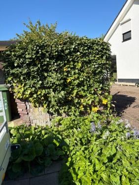 Waaltjes(metselsteen) 20x9x5