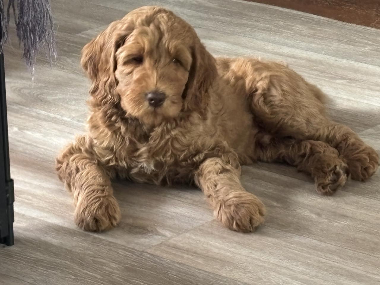 Australian Labradoodle pup