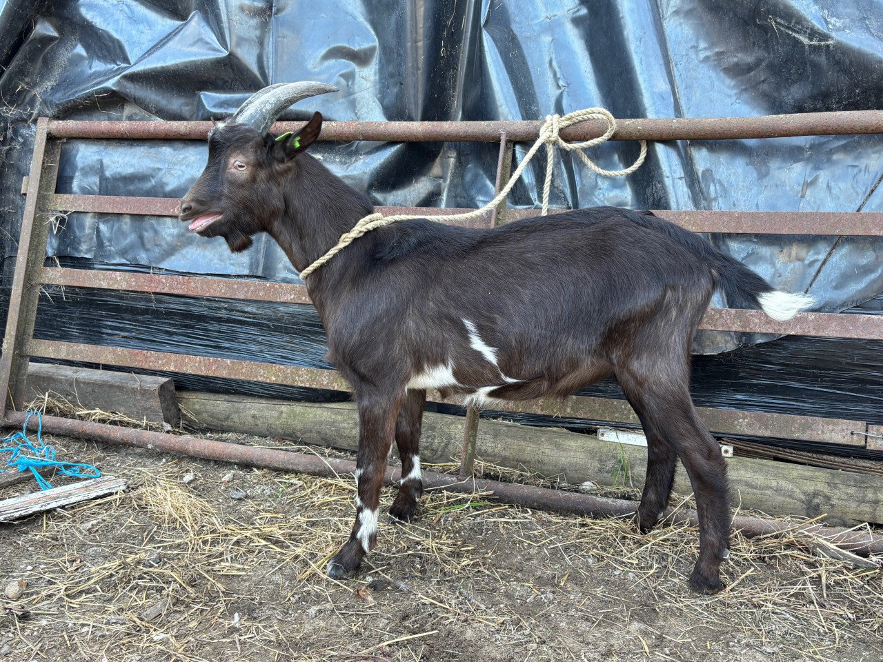 Melkgeitenbok