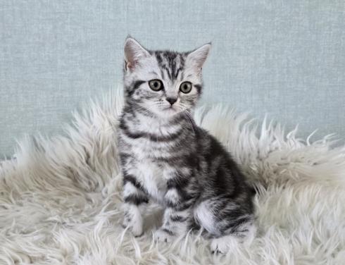 Brits korthaar Black silver tabby blotched poesje