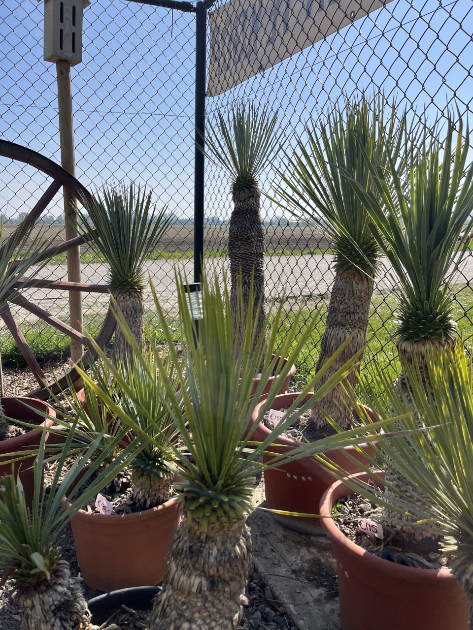 Yucca Rostrata