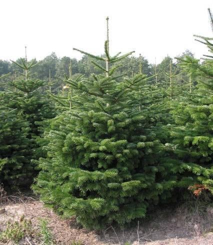Kerstbomen van af zaterdag 22 November