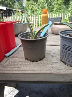 Agave stekjes