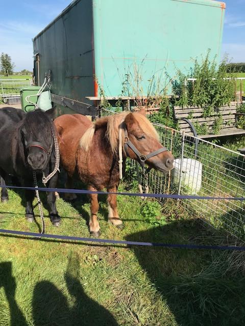 Shetlandpony"s