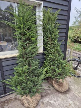 Taxus Baccata 180-200 cm voor een groenblijvende haag