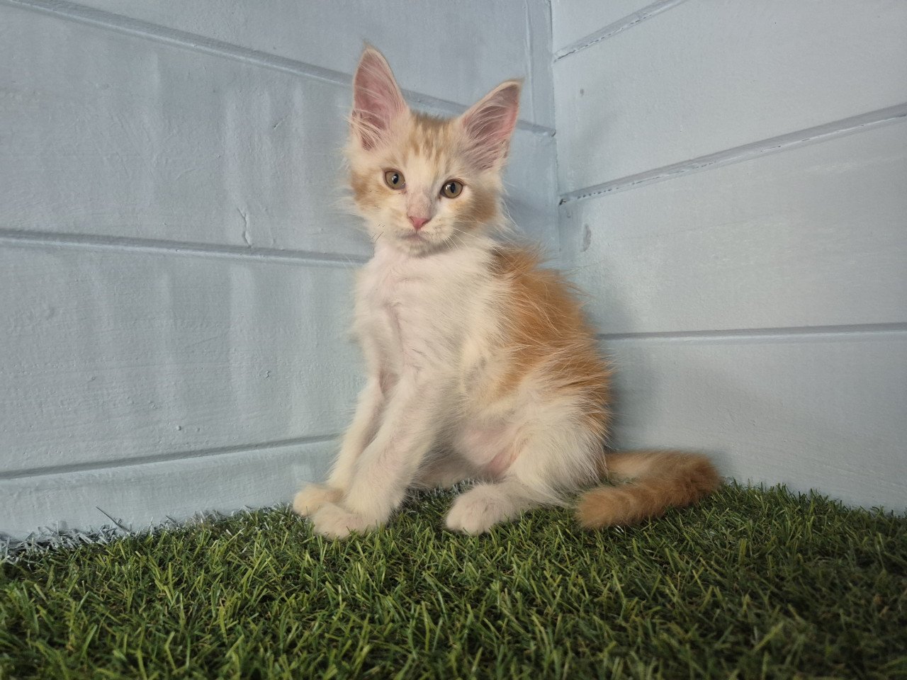 Maine coon kittens polydactyl