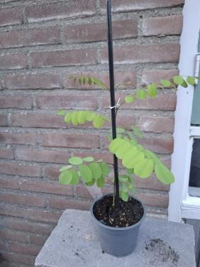 Robinia ( Valse Acacia)