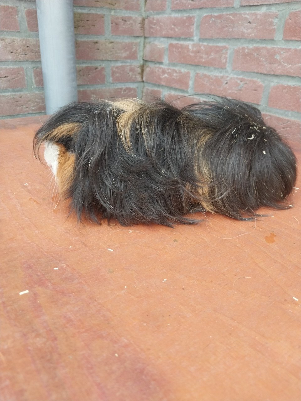 Peruvian mannetjes cavia