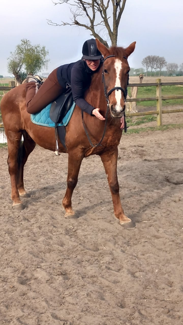 Fijne recreatie paarden te koop