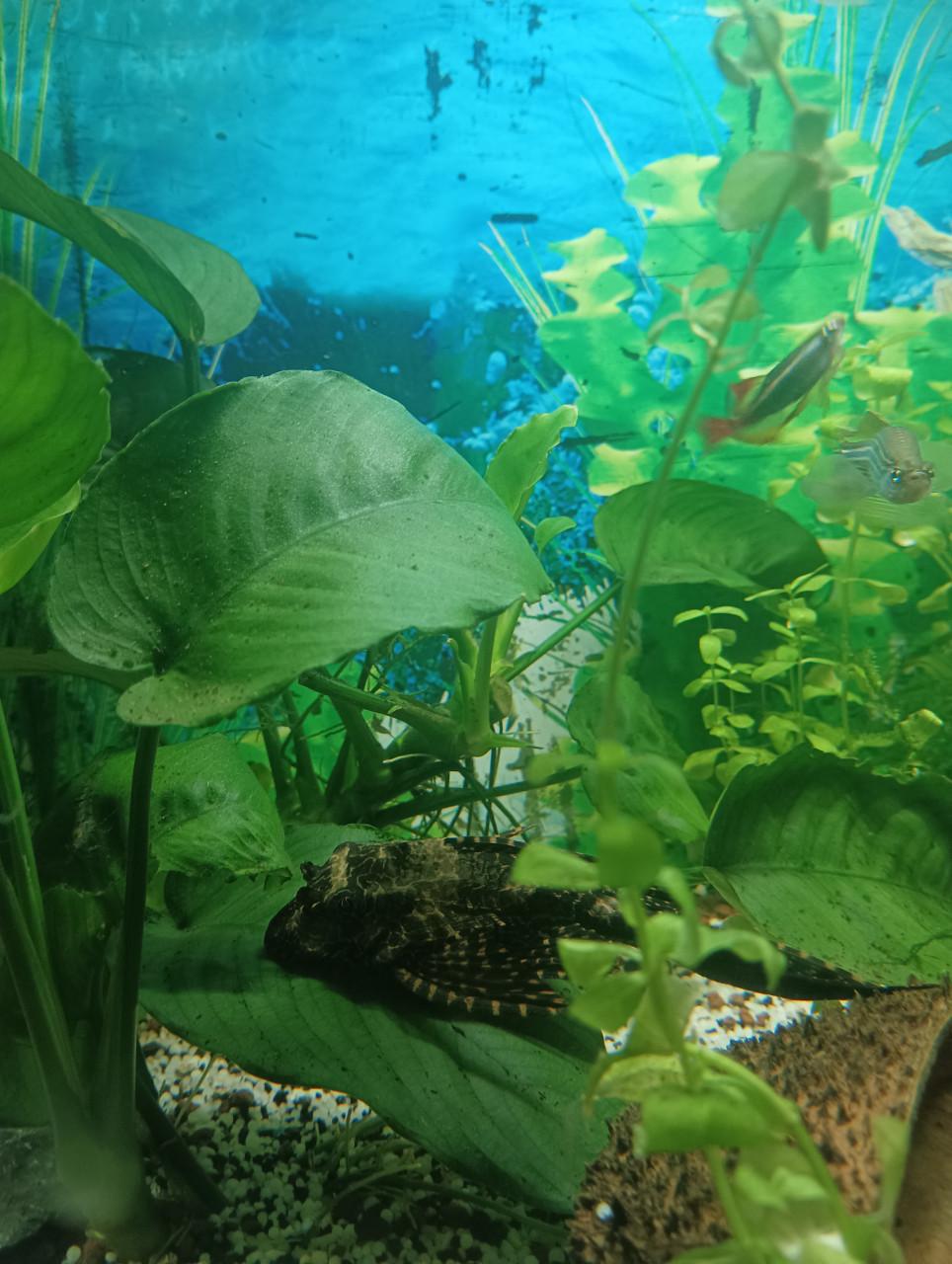 PLECO