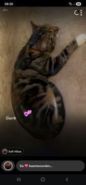 Europees korthaar kruising Noorse boskat