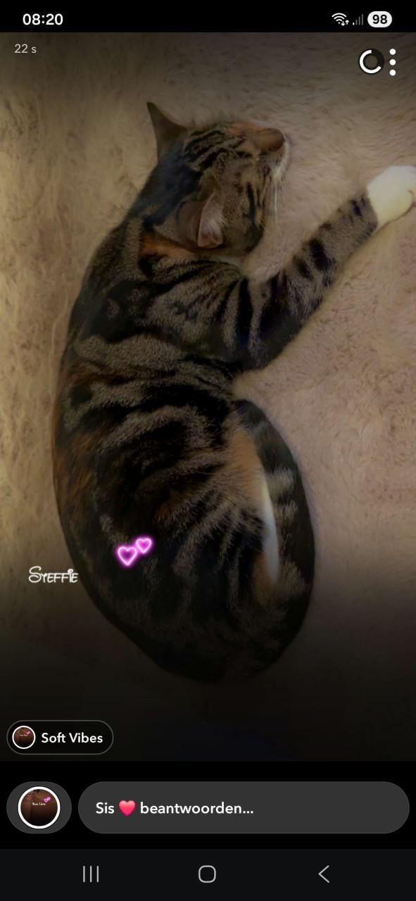 Europees korthaar kruising Noorse boskat