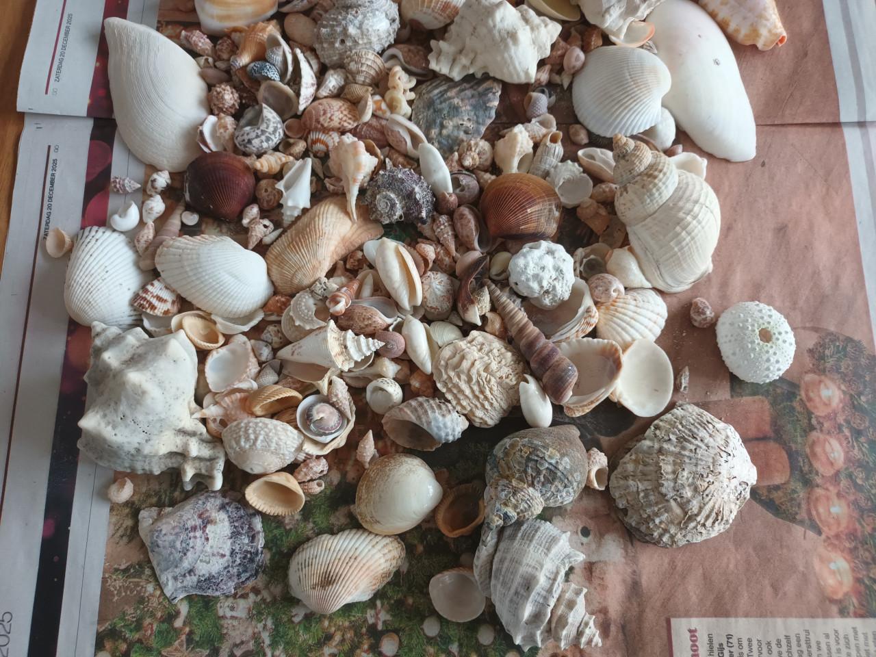 Verzameling exotische schelpen