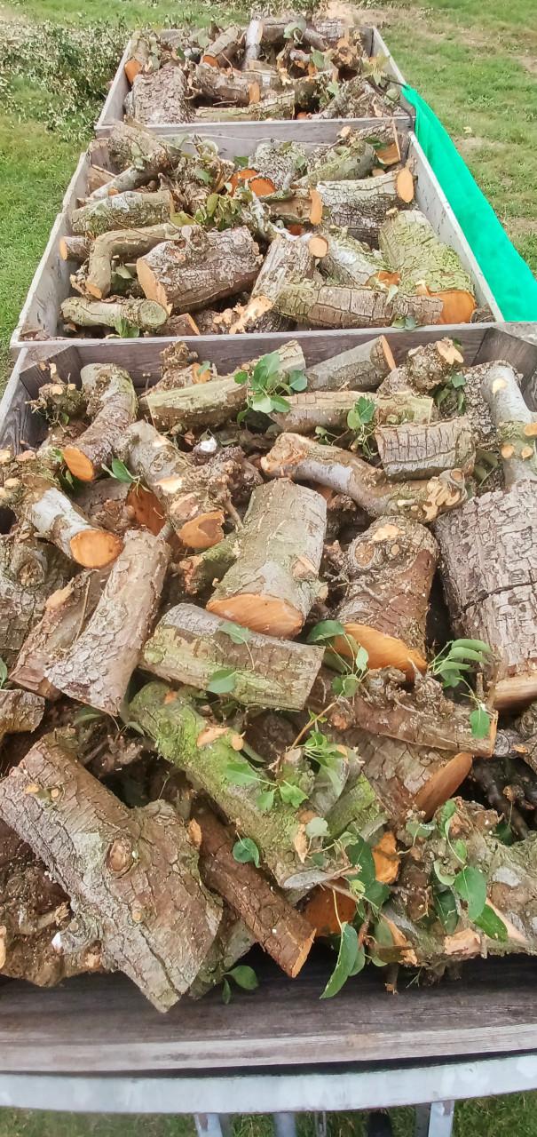 Diverse soorten haardhout, droog of vers