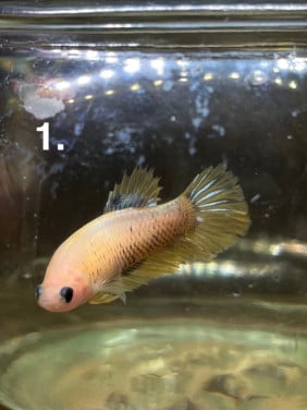 Betta vissen vrouw 7 stuks