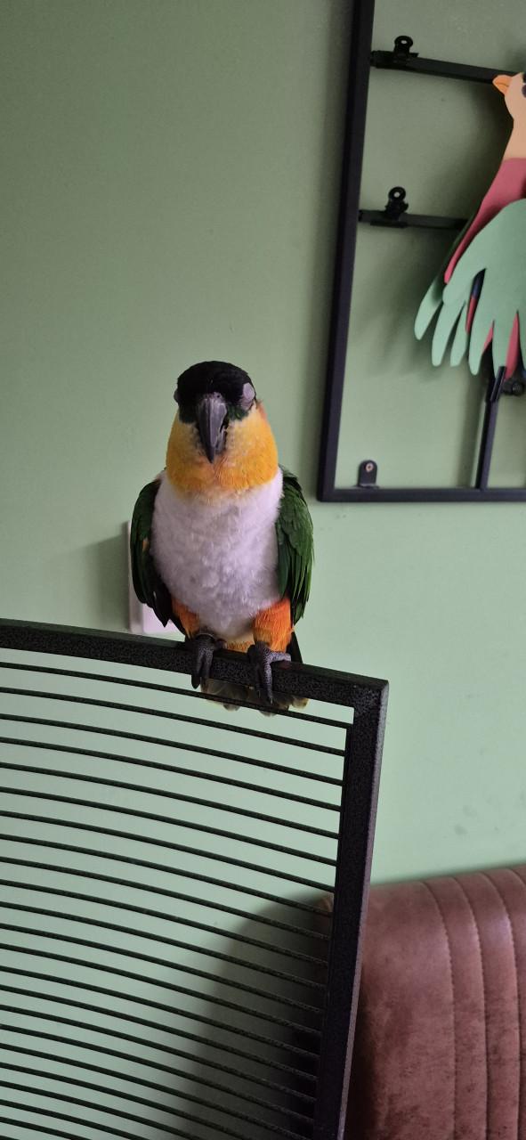 Zwartkop caique man 2021 met gendika en vaste voetring