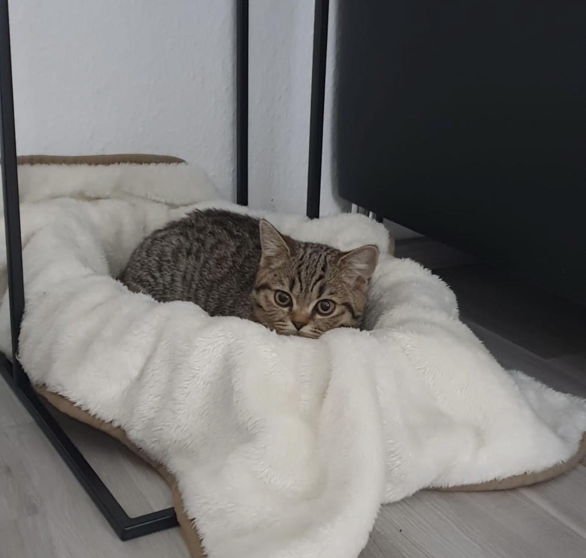 2 lieve kittens