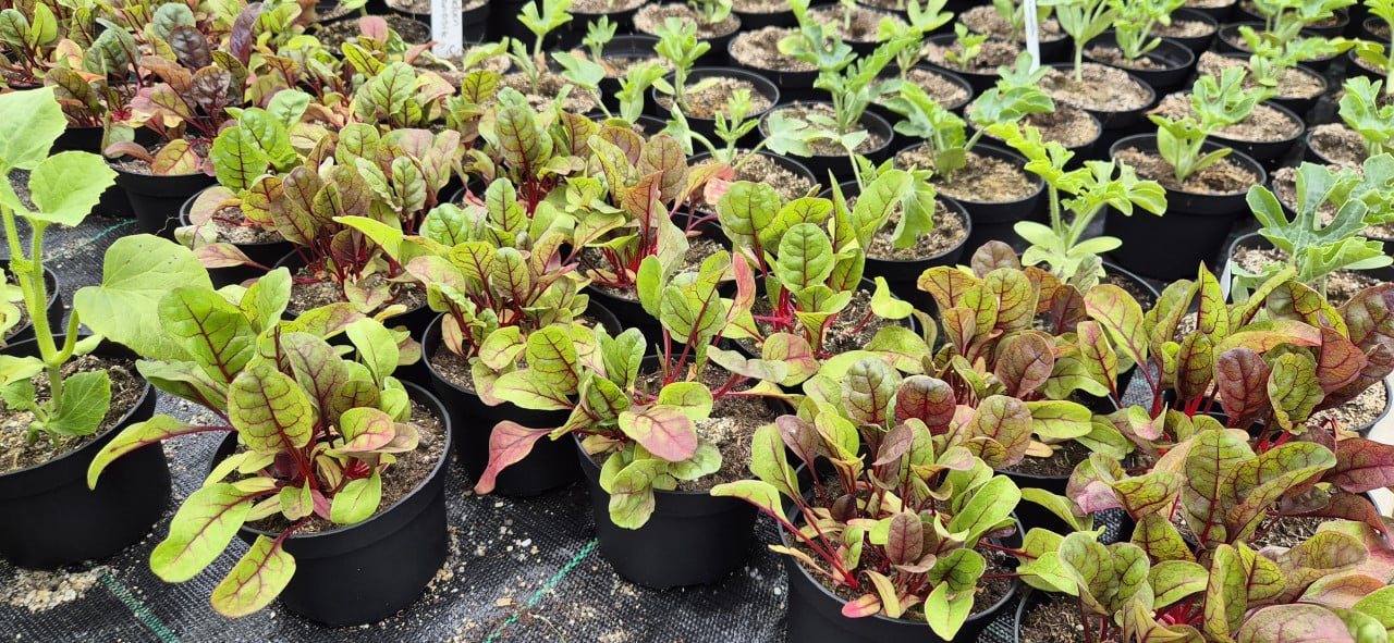 Plantgoed groente, bloemen en fruit.