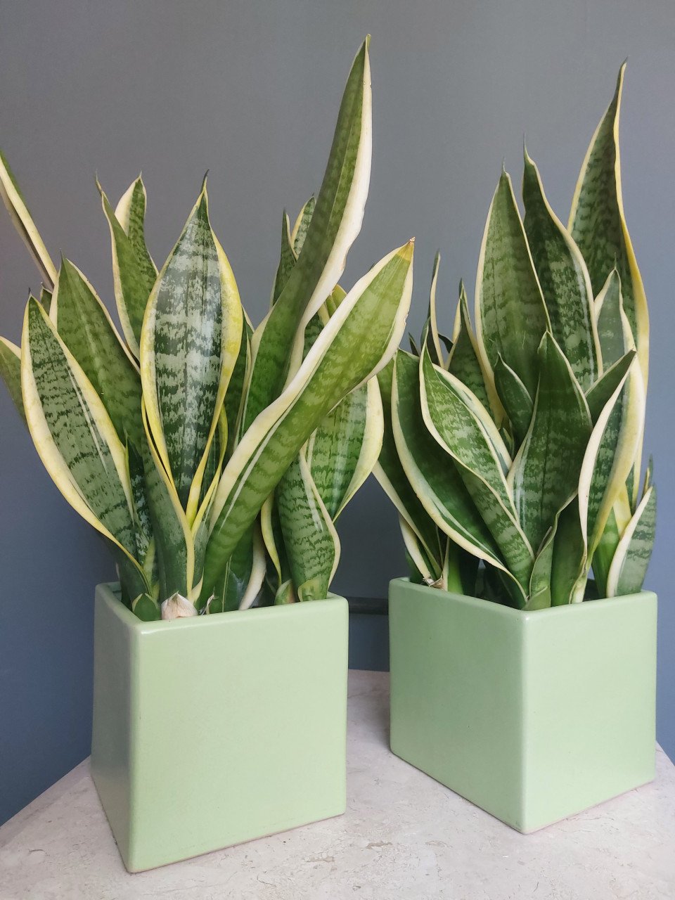 Vrouwentong of Sanseveria.