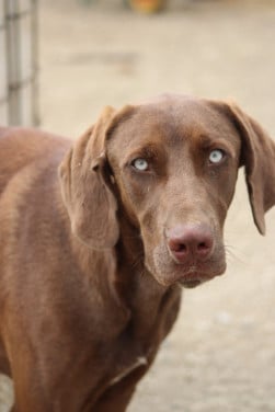 Alora Dog Rescue: Nico, wie geeft hem een kans?