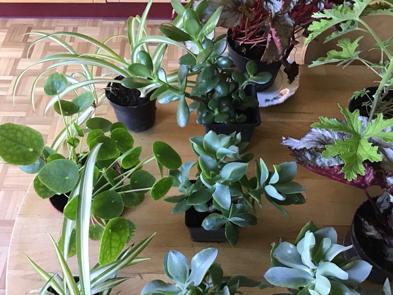 Kamerplanten mooie planten  nu 6 soorten