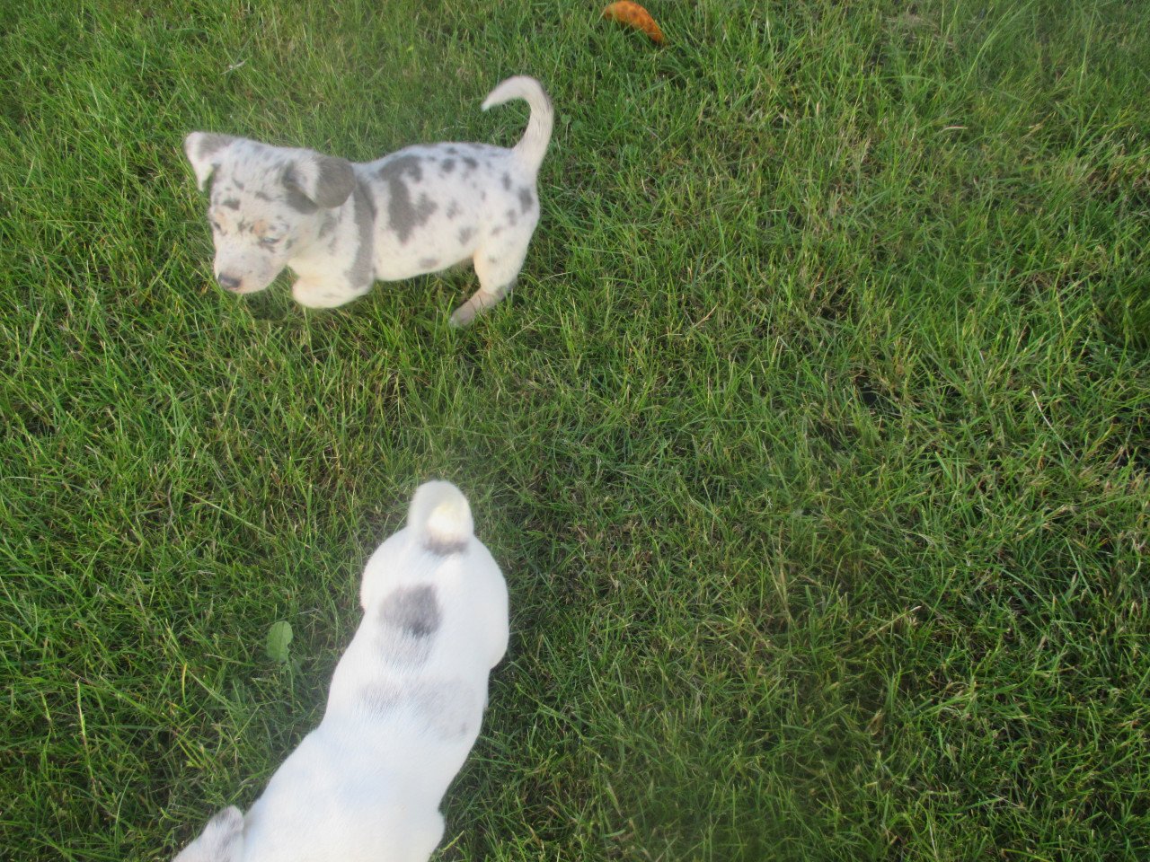 Prachtige jack russell pups