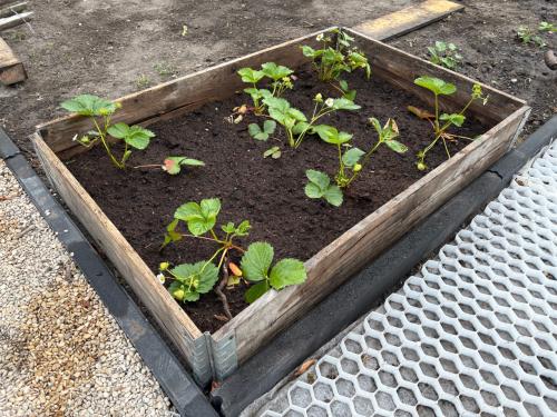 7 stuks moestuin bakken