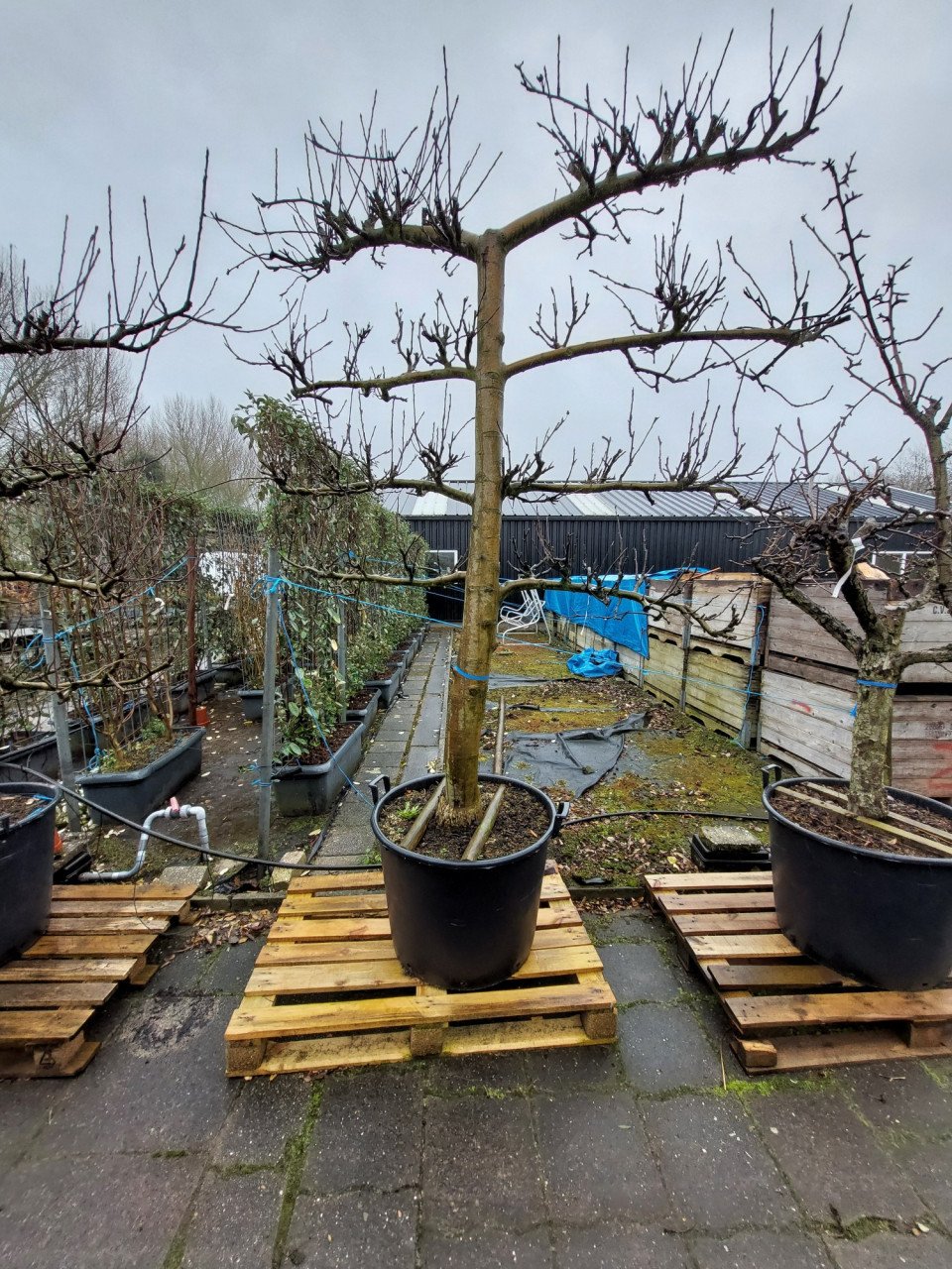 Leibomen appel