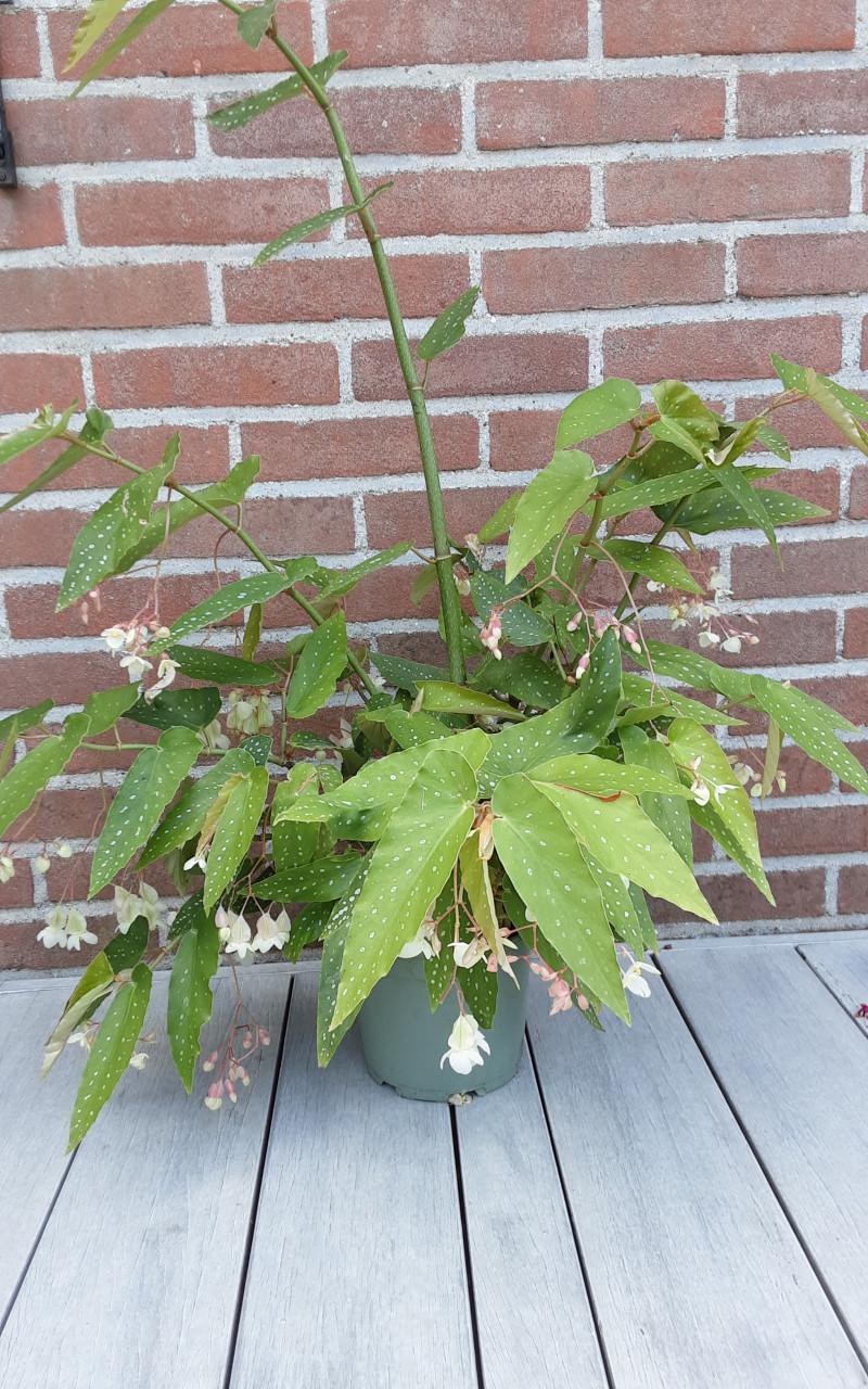 Begonia Kamerplant