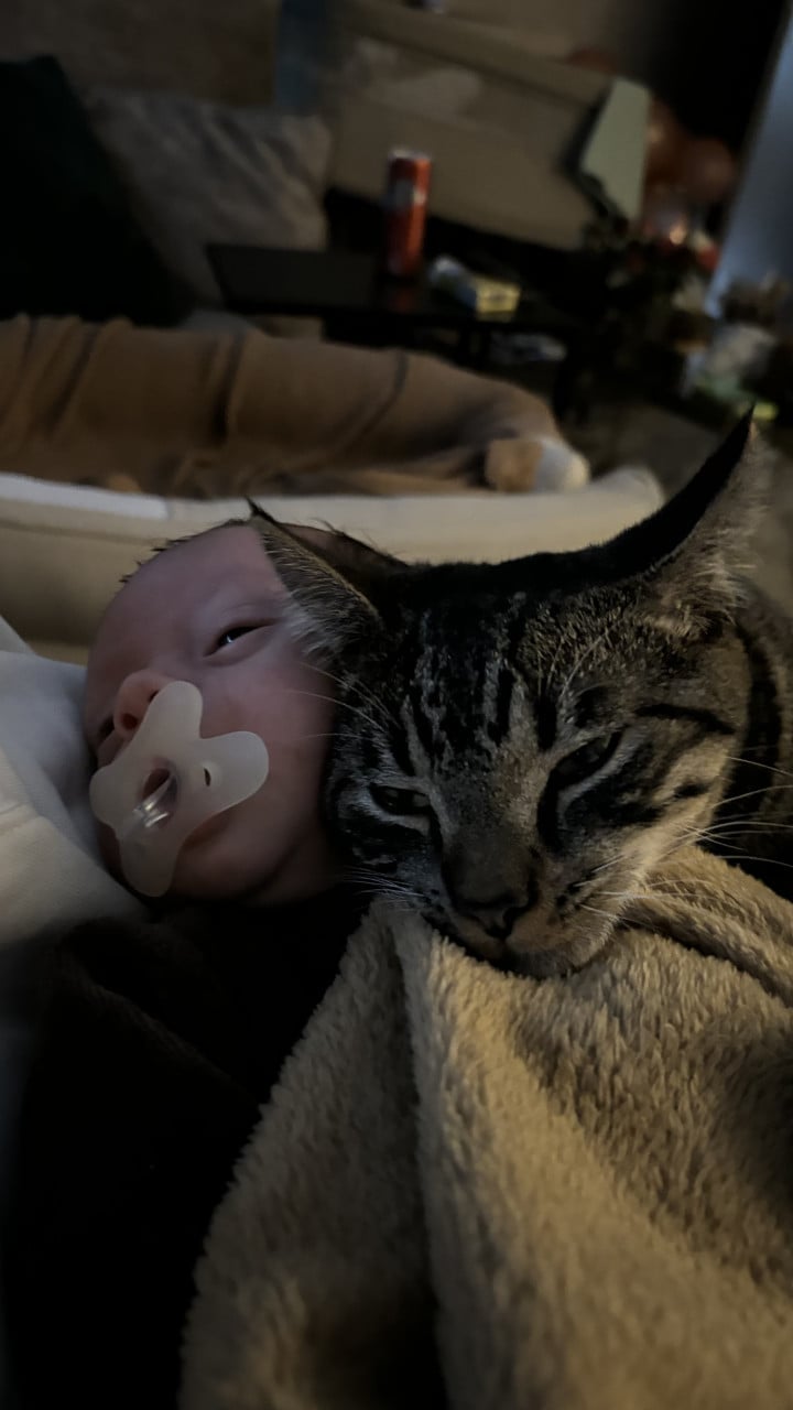 2 super lieve katten