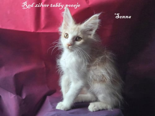 7  prachtige maine coon kittens met stamboom