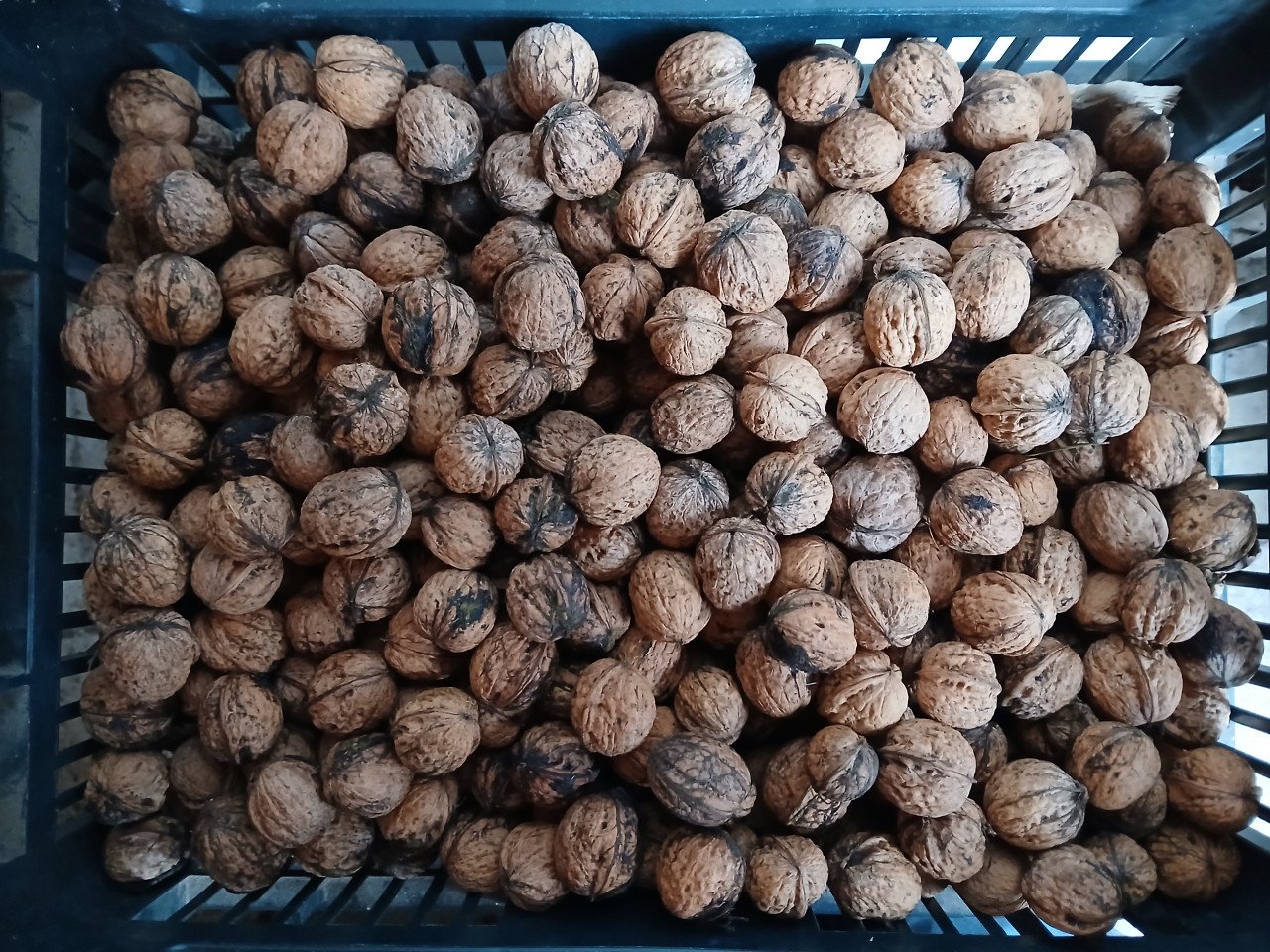 Te koop walnoten uit eigen tuin