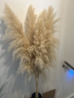 Pampas pluimen