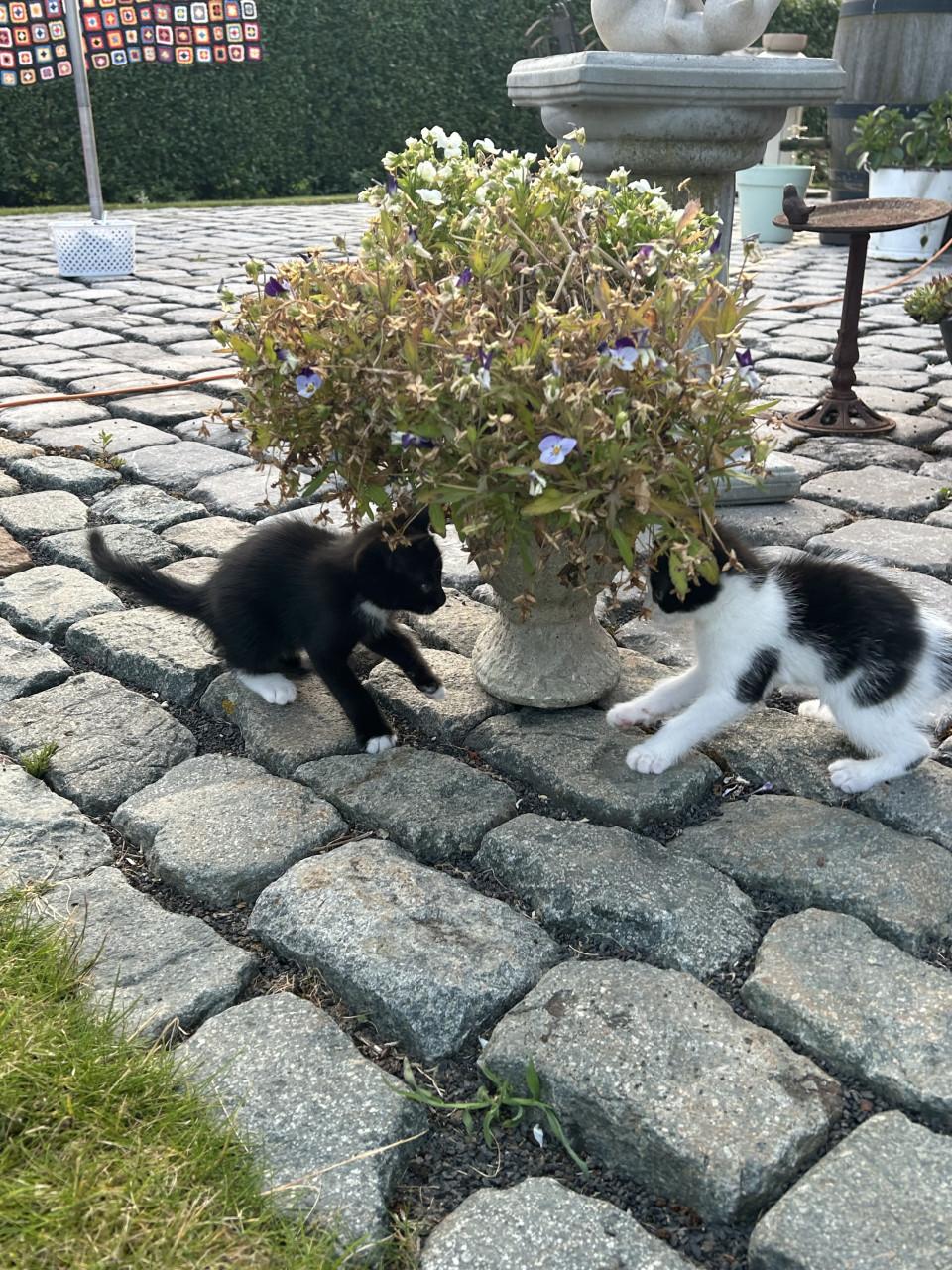Lieve kittens😻