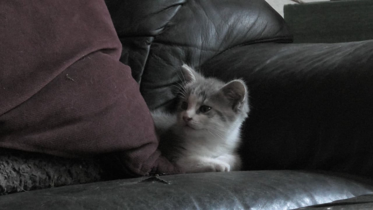 3 Kittens looking for a good home