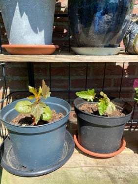 Jonge planten wonderboom