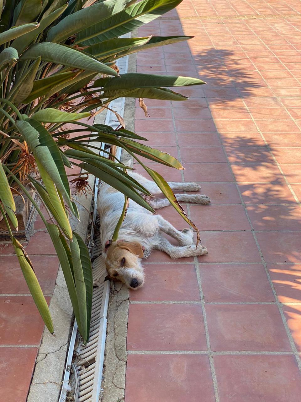 Alora Dog Rescue: Effie, wie geeft haar een thuis