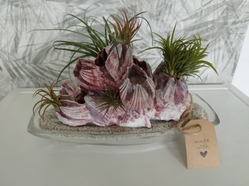 Plant kado zeepok