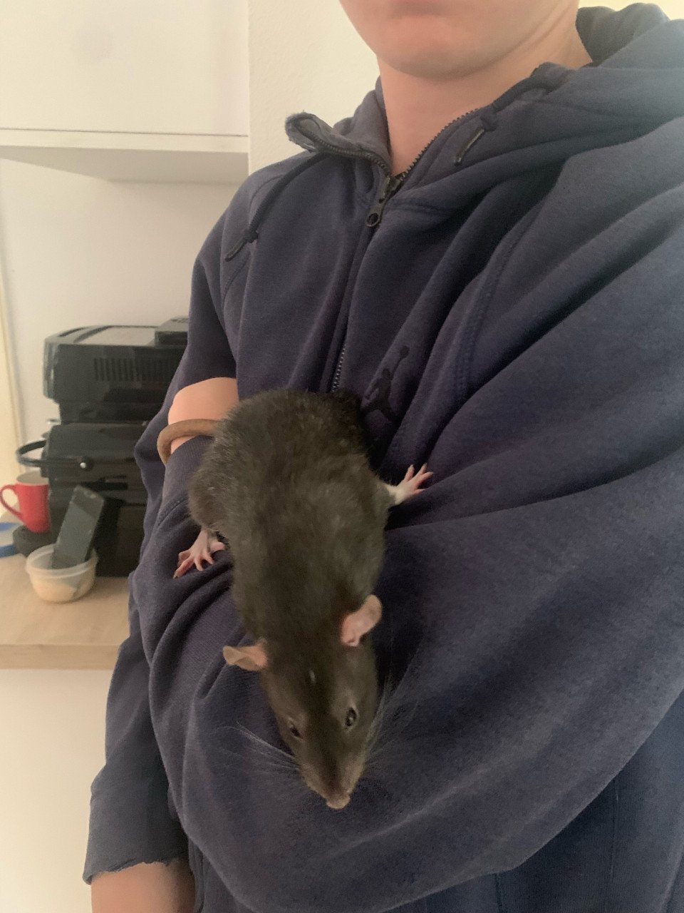 Lieve aanhankelijke ratten!