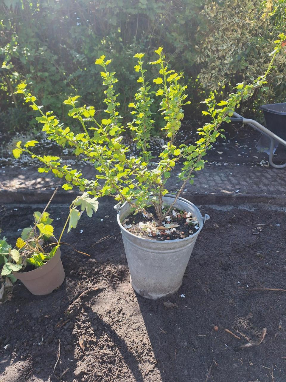 Kruisbes
