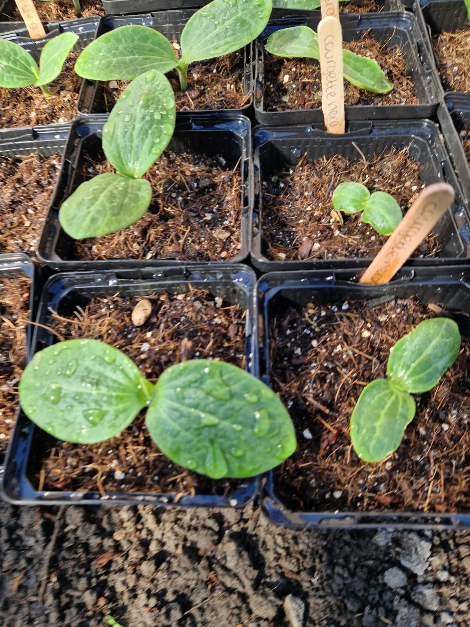 Courgette en pompoenplanten uit biologische zaden