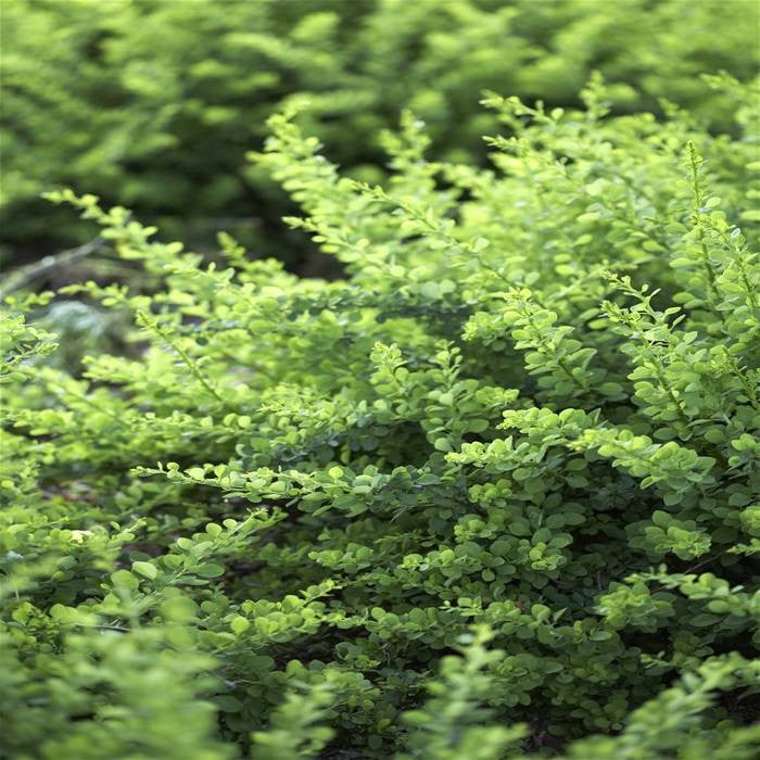 Struikkamperfoelie, mooie vervanger van buxus