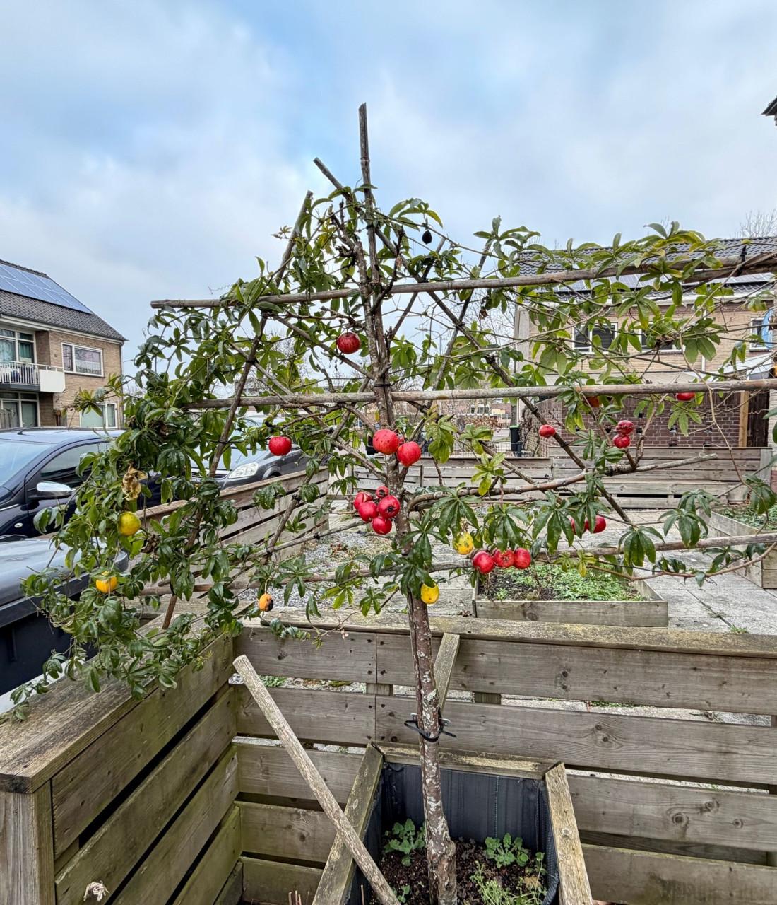 3x patio leilinde appelbomen