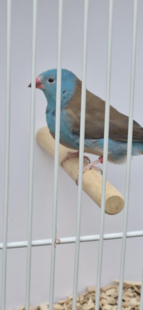 Blauwkop blauwfazantje ( man )