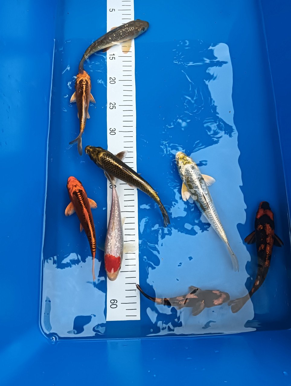 Japanse koi tosai