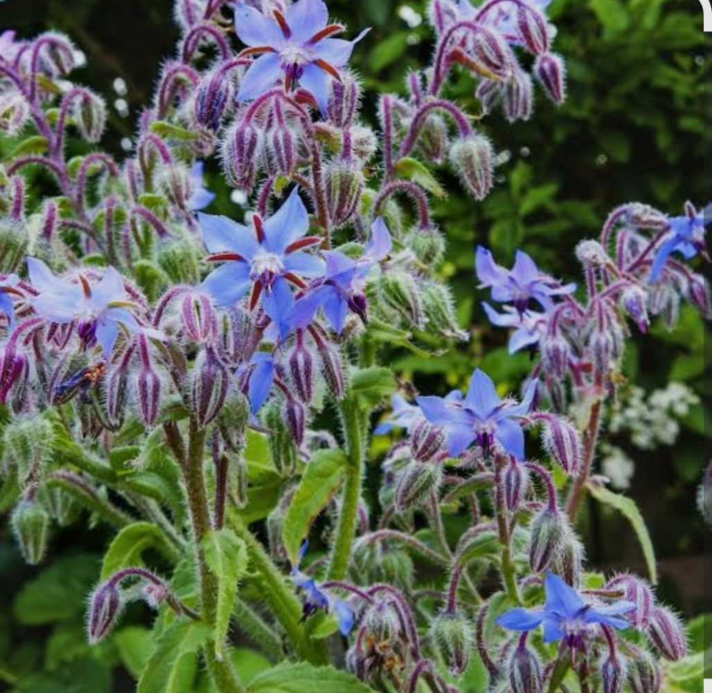 Verbena  bernagie  prikneus