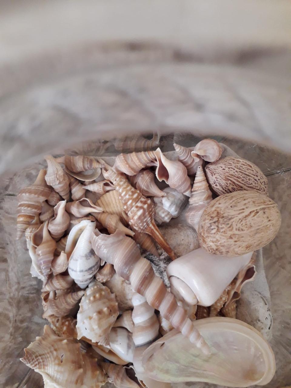 Decoratie pot met schelpen